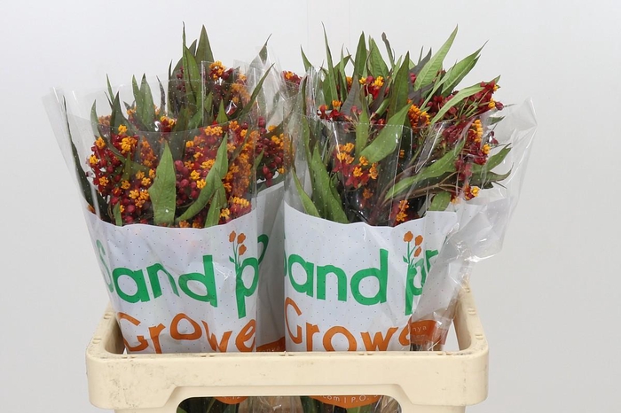 <h4>Asclepias Tuberosa Deep Red</h4>