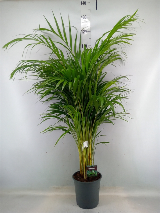 <h4>Dypsis lutescens   ...Chrysalidoca</h4>