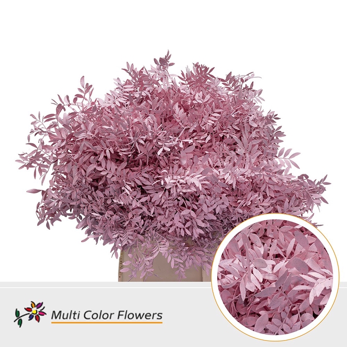 <h4>Pistache Rose Licht</h4>