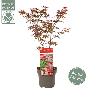 Acer palm. 'Starfish' ®