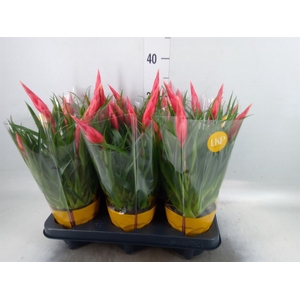 Vriesea  'Astrid'