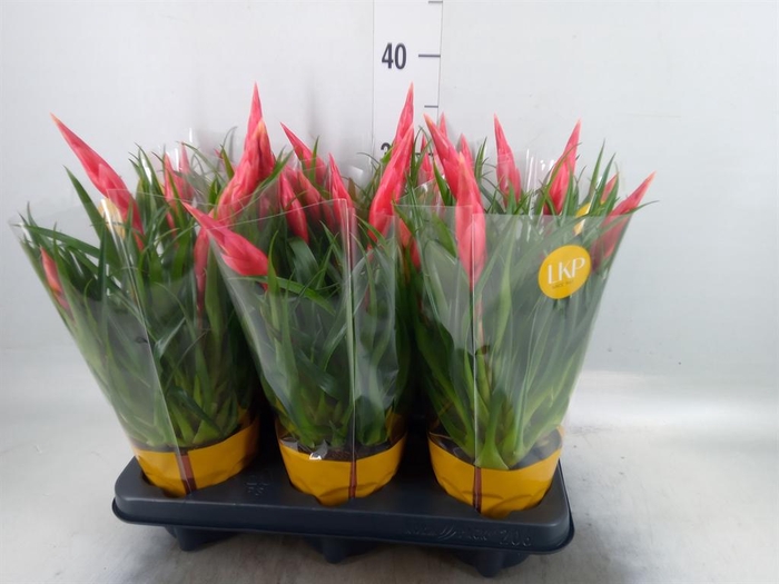<h4>Vriesea 'Astrid'</h4>