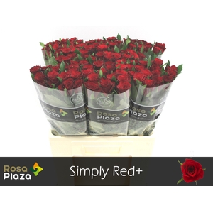 R GR SIMPLY RED+