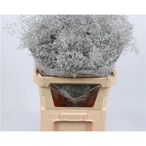 Limonium Beltlaard Klb Silver