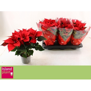 EUPHOR P CHR UNIVERS