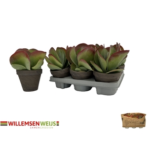 KALANCHOE THYRSIFL