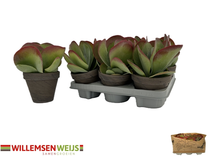<h4>KALANCHOE THYRSIFL</h4>