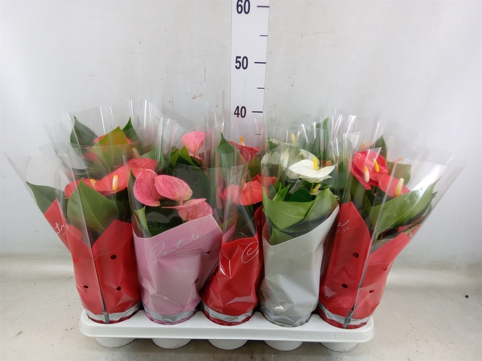 <h4>Anthurium   ...mix 4</h4>