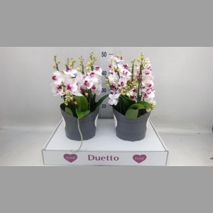 Phalaenopsis multi. 'FC Safe Haven'