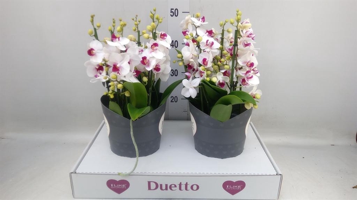 <h4>Phalaenopsis multi. 'FC Safe Haven'</h4>