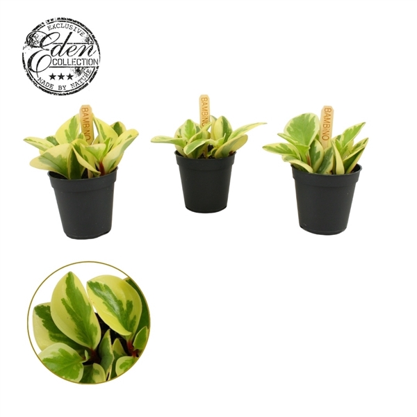 <h4>Peperomia Obtipan Bicolor 5,5cm</h4>