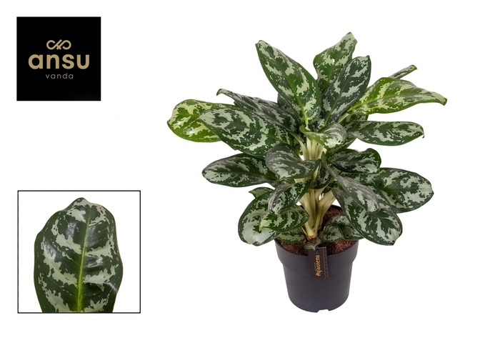 <h4>Aglaonema Amazon Silver</h4>