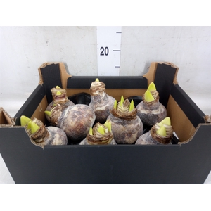 Hippeastrum   ...waxed H%