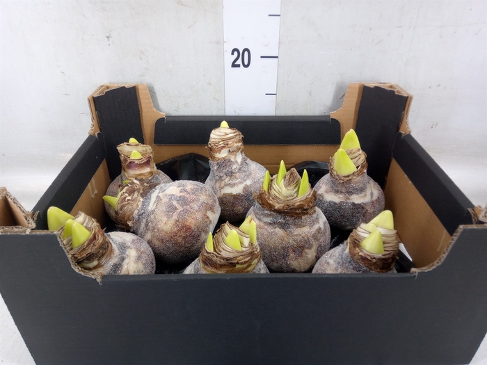 <h4>Hippeastrum   ...waxed H%</h4>