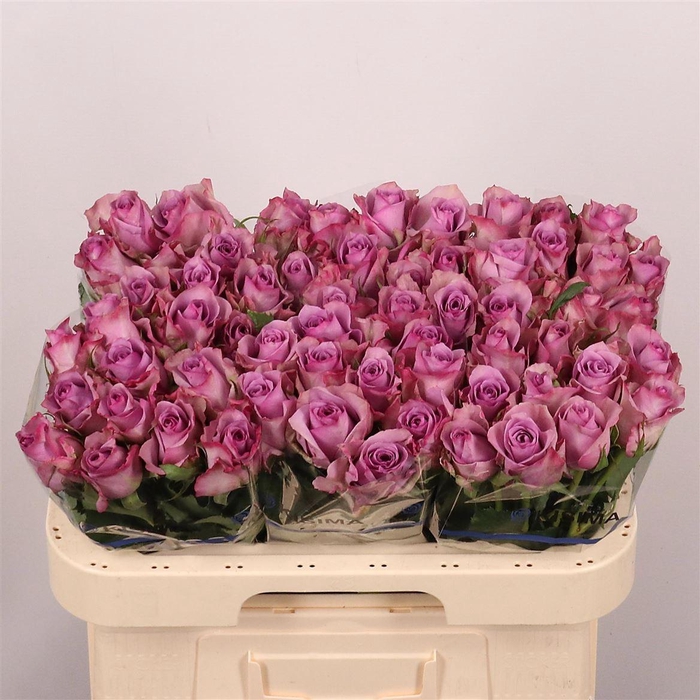 <h4>R Gr Nightingale!</h4>