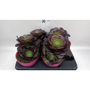 Aeonium arboreum 'Velours'