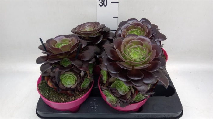 <h4>Aeonium arboreum 'Velours'</h4>
