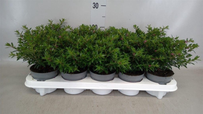 <h4>Cuphea hyssop.</h4>