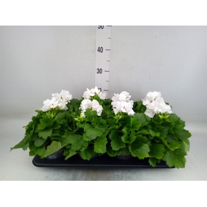 Pelargonium gran.   ..