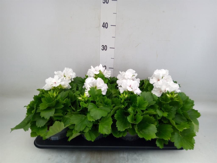 <h4>Pelargonium gran.   ..</h4>