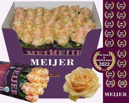 <h4>R Gr Pearl Avalanche</h4>