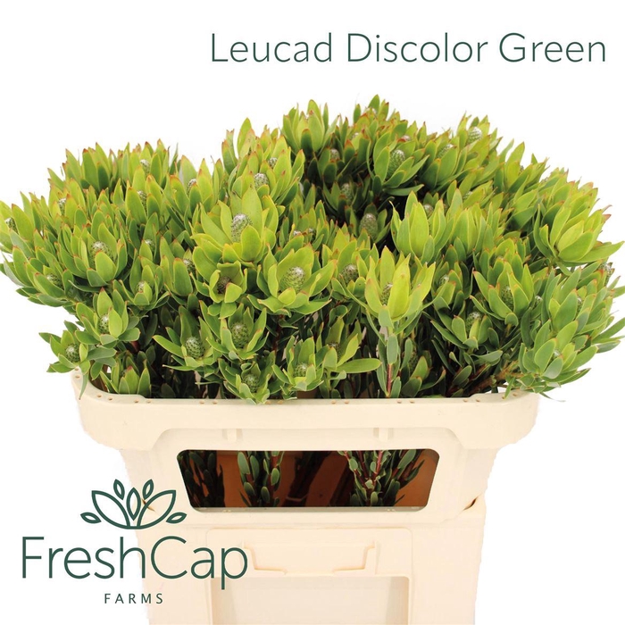 <h4>Leucad Discolor Green Spray</h4>