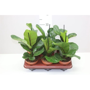 Ficus Lyrata