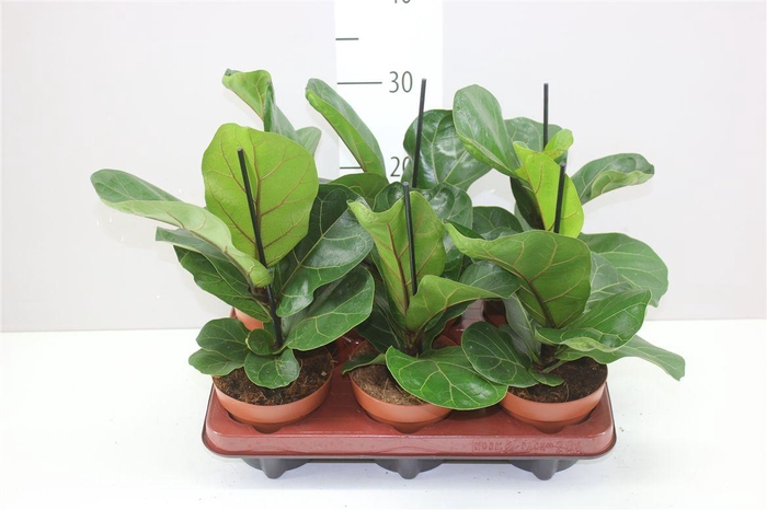 <h4>Ficus Lyrata</h4>