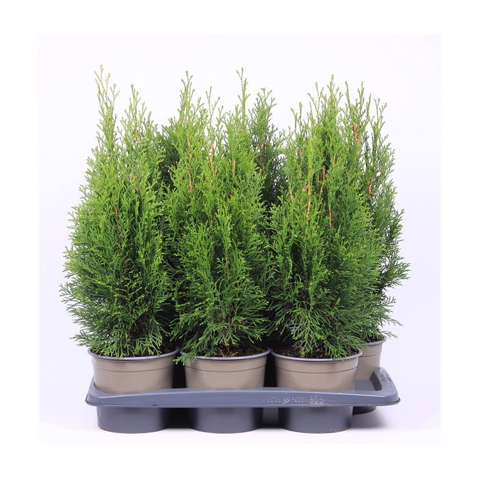 <h4>Thuja occidentalis 'Smaragd'</h4>