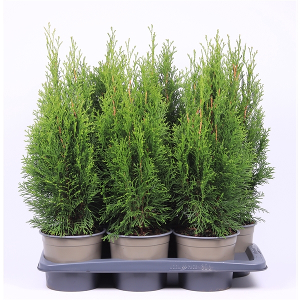 Thuja occidentalis 'Smaragd'