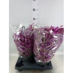 Tradescantia zebr. 'Pink Paradise'