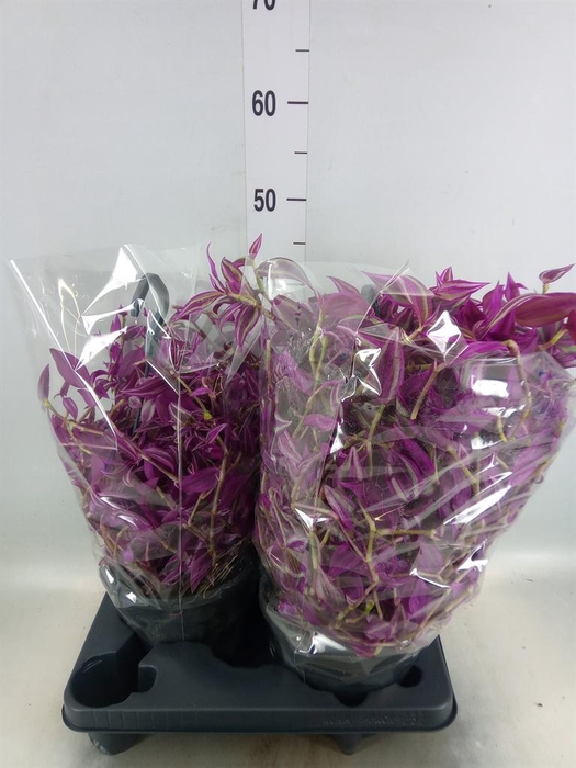 <h4>Tradescantia zebr. 'Pink Paradise'</h4>