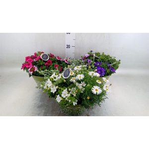 Arr.   Perkplanten L%