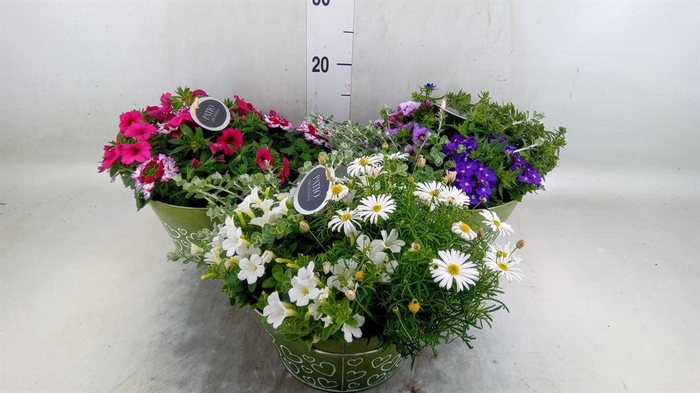 <h4>Arr.   Perkplanten L%</h4>