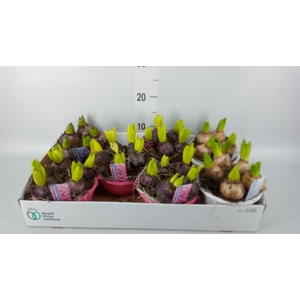 Hyacinthus orie.   ...mix 3