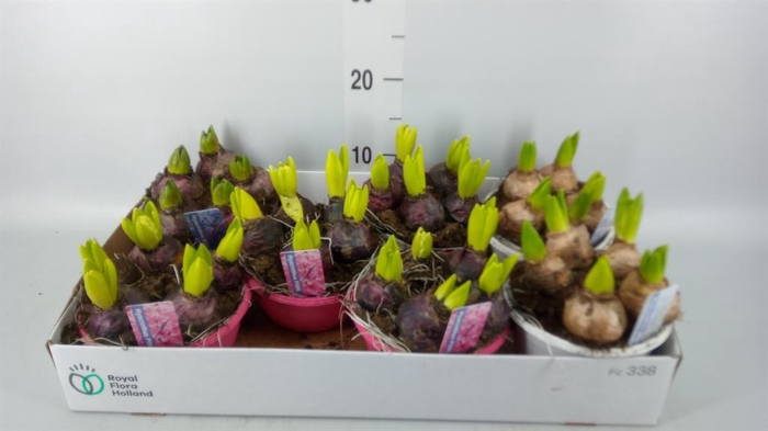 <h4>Hyacinthus orie.   ...mix 3</h4>