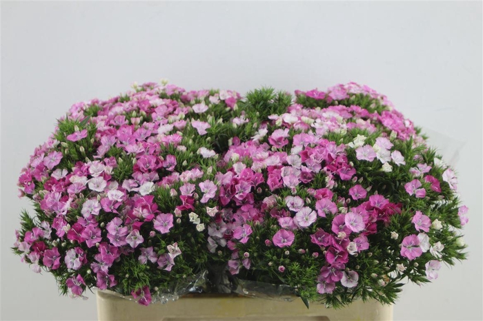 <h4>Di Barb Neon Rose Magic</h4>