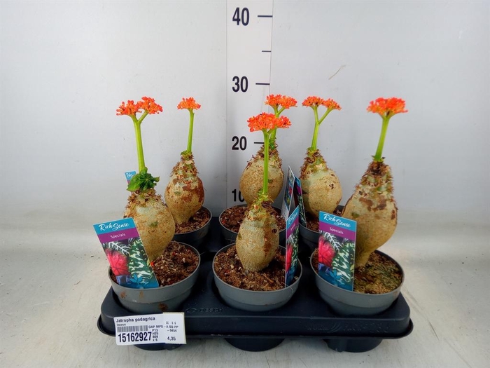 <h4>Jatropha podagrica</h4>