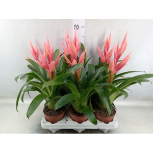 Tillandsia  'Ziva'