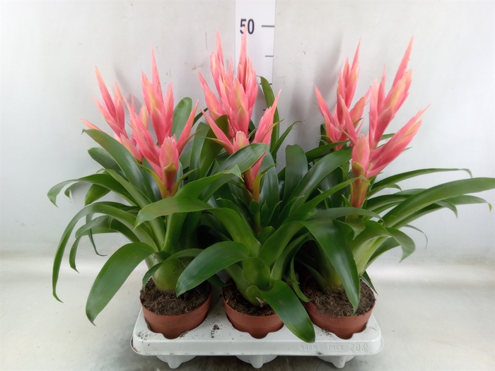<h4>Tillandsia  'Ziva'</h4>