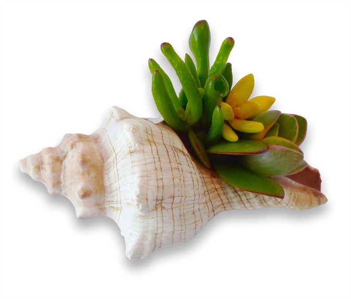 <h4>Planten  ..in schelp L%</h4>
