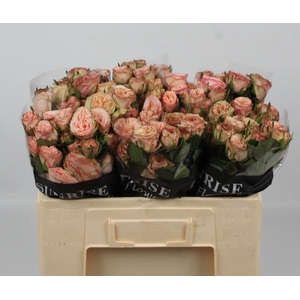 R TR GEN TRENDSETTER