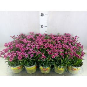 Dianthus allw. 'Lucky Lips Lara'