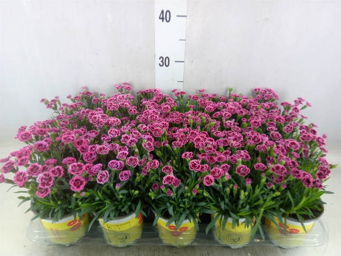 <h4>Dianthus allw. 'Lucky Lips Lara'</h4>