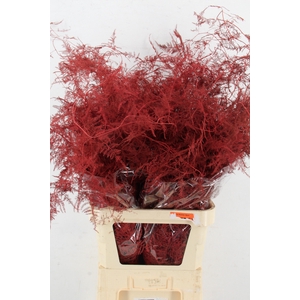 Asp IT L.Getopt Rood