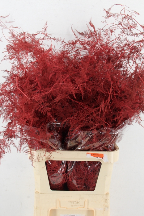 <h4>Asp IT L.Getopt Rood</h4>