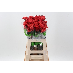 Di St Tinted Dark Orange