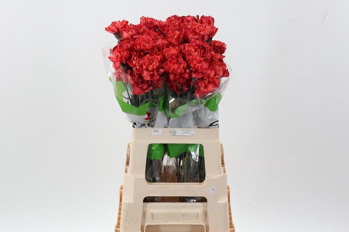 <h4>Di St Tinted Dark Orange</h4>