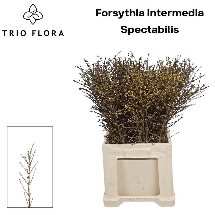 <h4>FORSY I SPECTABILIS L60</h4>