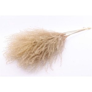 Dried Silvergrass Xl Natural 5pc Bunch Slv